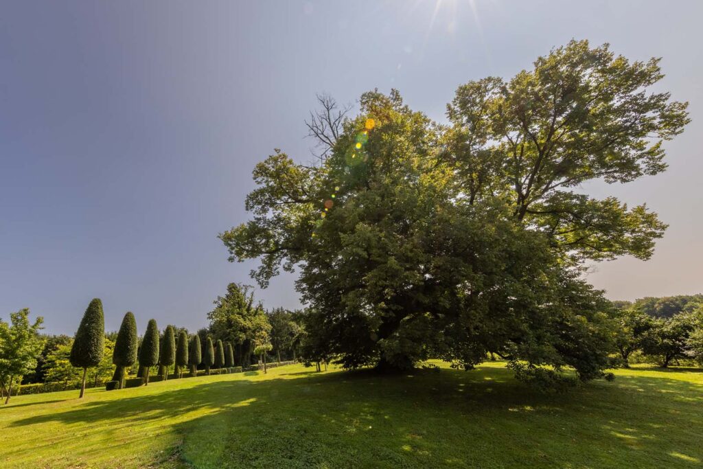 Riesiger Baum auf Schlosswiese